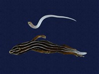 藏品(琉球藍尾石龍子)的圖片